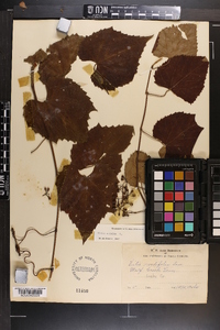 Vitis vulpina image