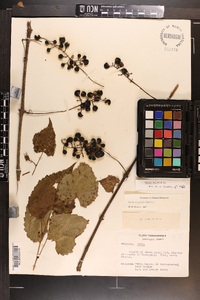 Vitis vulpina image