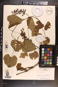 Vitis vulpina image