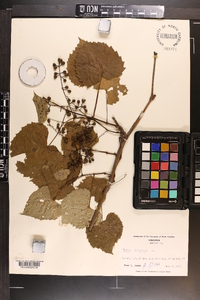 Vitis vulpina image