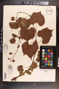 Vitis vulpina image