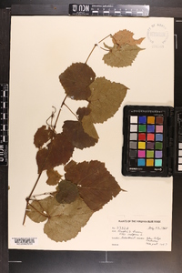 Vitis vulpina image