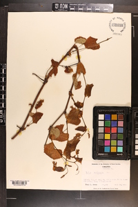 Vitis vulpina image