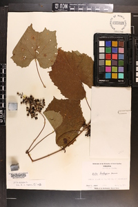 Vitis vulpina image