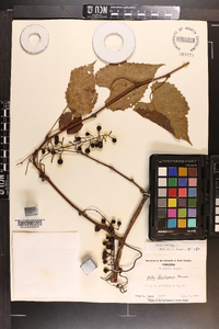 Vitis vulpina image