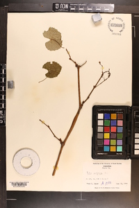 Vitis vulpina image