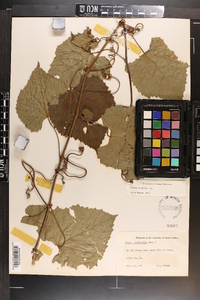 Vitis vulpina image