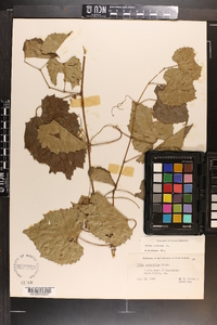 Vitis vulpina image