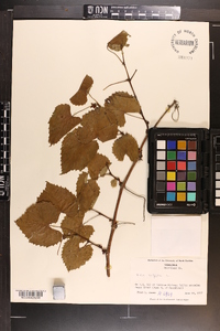 Vitis vulpina image