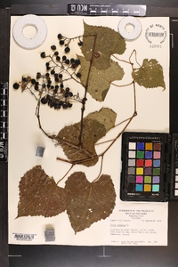 Vitis vulpina image