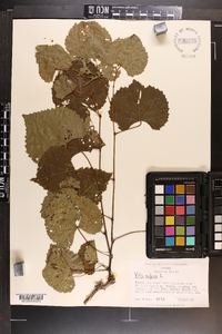 Vitis vulpina image