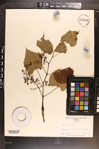 Vitis vulpina image