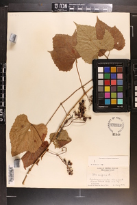 Vitis vulpina image