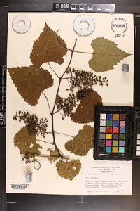 Vitis vulpina image