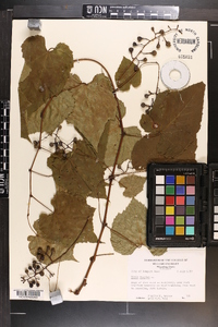 Vitis vulpina image