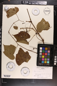 Vitis vulpina image