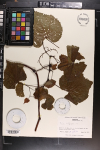 Vitis vulpina image