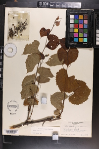 Vitis vulpina image