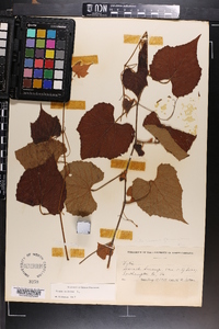 Vitis vulpina image