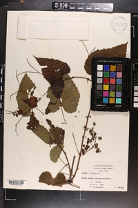 Vitis vulpina image