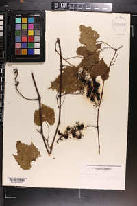 Vitis vulpina image