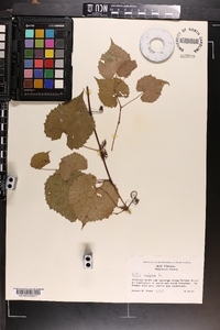 Vitis vulpina image