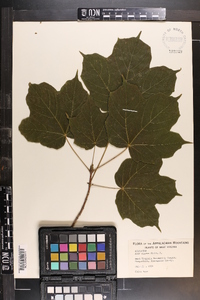 Acer nigrum image