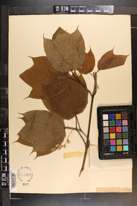 Acer pennsylvanicum image