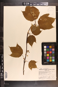 Acer pennsylvanicum image