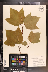 Acer pensylvanicum image