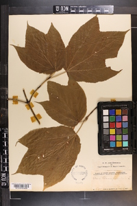 Acer pensylvanicum image