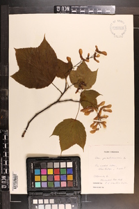 Acer pensylvanicum image