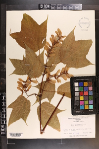 Acer pensylvanicum image