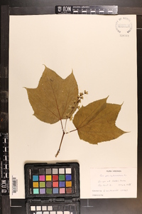 Acer pensylvanicum image