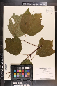 Acer pensylvanicum image