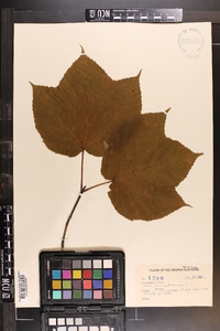 Acer pensylvanicum image