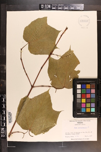 Acer pensylvanicum image