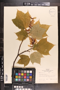 Acer pensylvanicum image