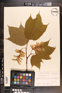 Acer pensylvanicum image