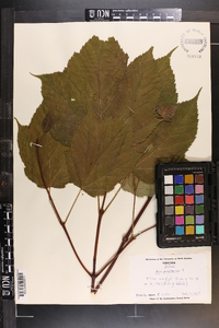 Acer pensylvanicum image