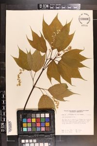 Acer pensylvanicum image