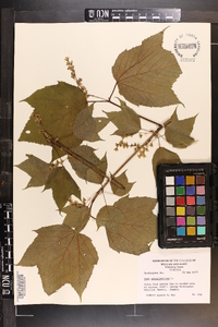 Acer pensylvanicum image