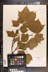 Acer pensylvanicum image