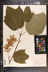 Acer pensylvanicum image