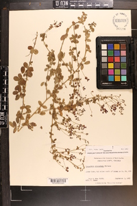 Lespedeza procumbens image