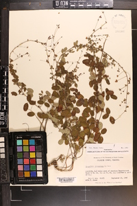 Lespedeza procumbens image