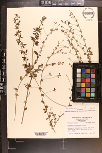 Lespedeza procumbens image