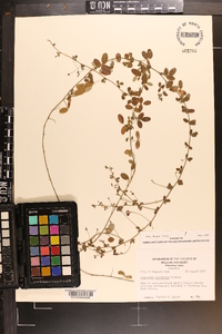 Lespedeza procumbens image