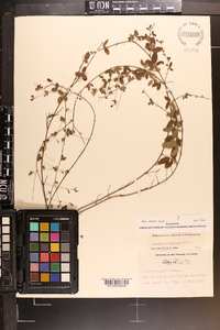 Lespedeza procumbens image