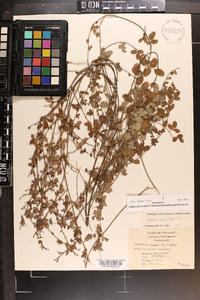 Lespedeza repens image